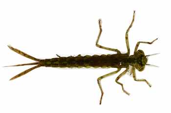 Damsel Nymph Trout Fly Patterns For Sale